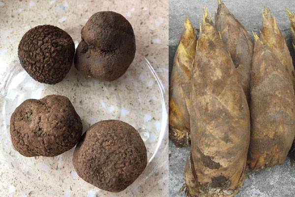 松露炒冬筍有哪些禁忌 松露炒冬筍有哪些禁忌