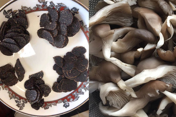 松露和平菇能一起吃嗎，黑松露什么人不能吃