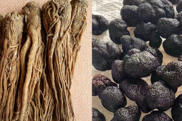 松露黃芪雞湯的食用禁忌，松露可以和當歸一起燉嗎