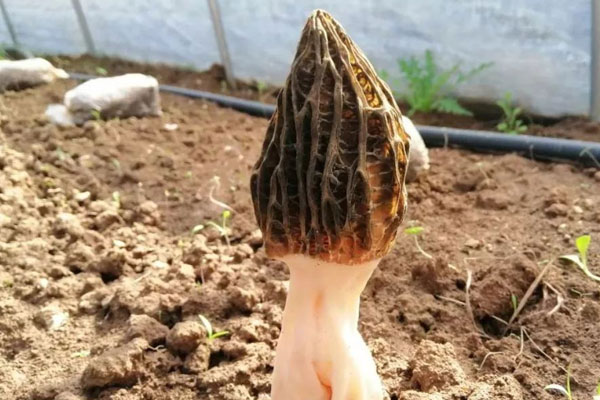 羊肚菌泡酒多久可以喝，海馬能和羊肚菌一起泡酒嗎