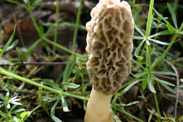 怎么分辨羊肚菌是不是野生的，野生羊肚菌大的貴還是小的貴