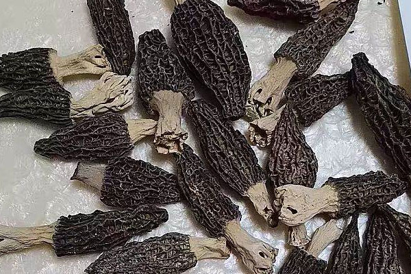 干羊肚菌怎么分等級，羊肚菌可以生吃嗎