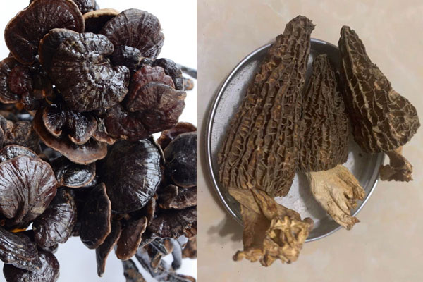 靈芝和羊肚菌哪個好，羊肚菌可以和靈芝一起煮嗎