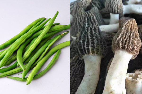 羊肚菌可以和四季豆一起吃嗎，羊肚菌燉花膠什么時間喝好