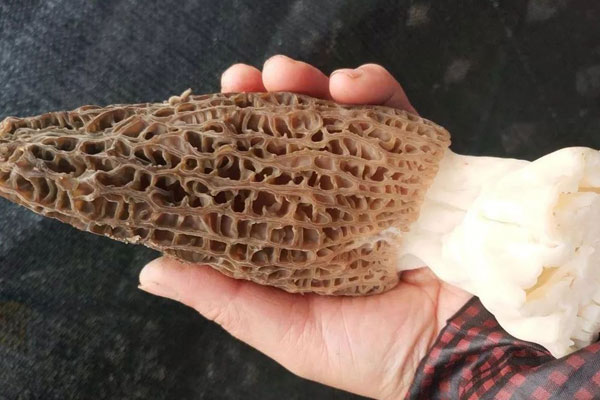 新鮮羊肚菌怎么保存最好，干羊肚菌可以放在冰箱保存嗎
