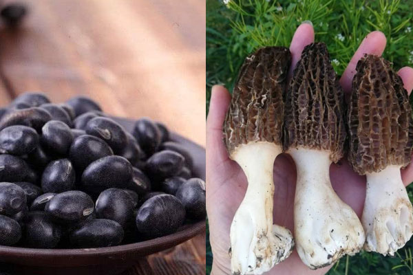 羊肚菌可以煲黑豆嗎，甲魚(yú)湯里可以放羊肚菌嗎