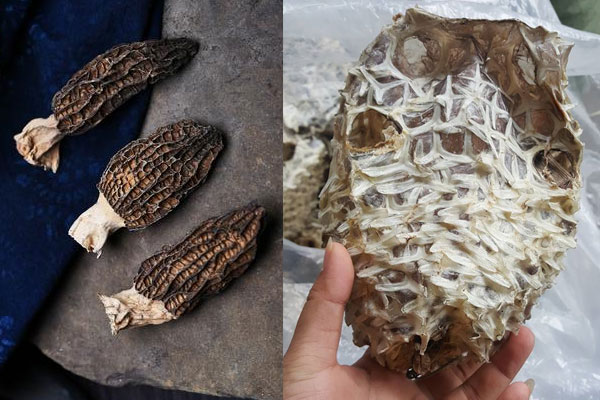 羊肚菌和刺龜魚(yú)可以一起煮嗎，羊肚菌可以煲魚(yú)嗎