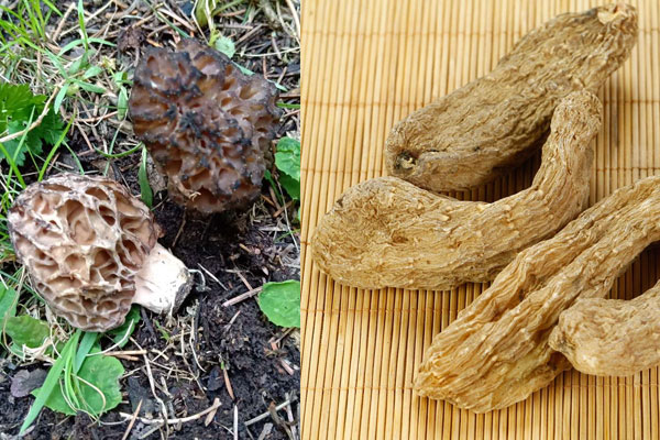 天麻能和羊肚菌一起燉嗎，韭菜和羊肚菌能一起吃嗎