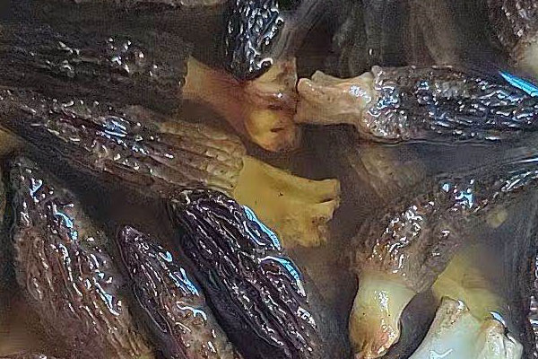羊肚菌和哪些食物一起吃具有排毒的作用