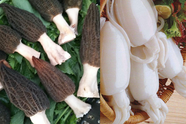 羊肚菌能和墨魚(yú)一起燉嗎 羊肚菌能和墨魚(yú)一起燉嗎