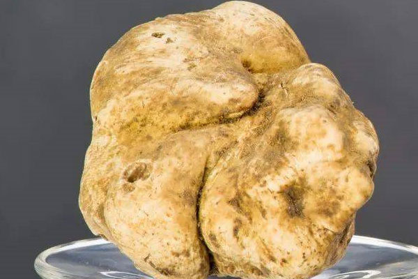 白松露顏色是怎樣的