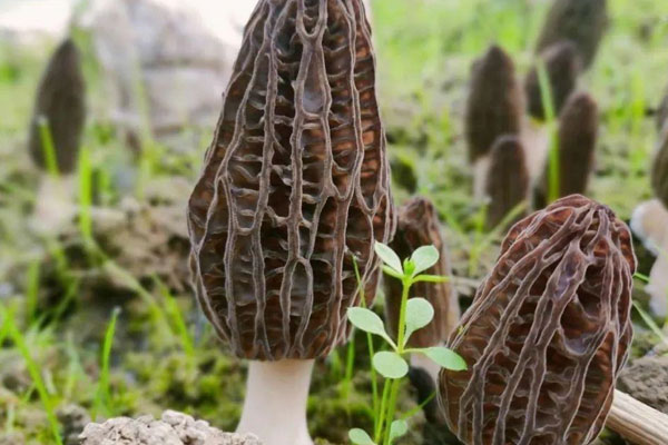 減肥可以吃羊肚菌 減肥可以吃羊肚菌