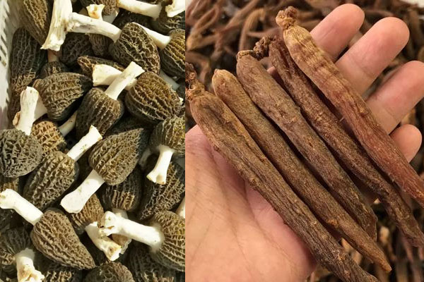 羊肚菌紅參雞湯的食用禁忌 羊肚菌紅參雞湯的食用禁忌