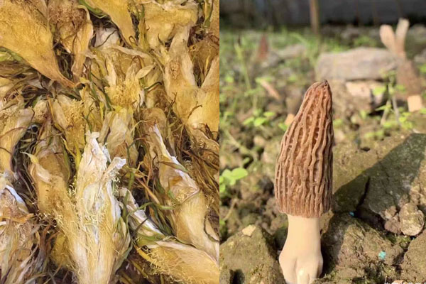 霸王花能和羊肚菌一起燉湯嗎