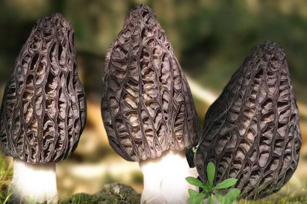 羊肚菌對乳腺結(jié)節(jié)有作用嗎，羊肚菌對肺癌有好處嗎