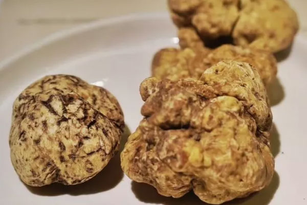 白松露的功效與作用，白松露為什么這么貴