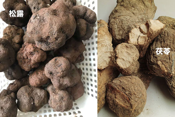 松露和茯苓是一個(gè)食物嗎