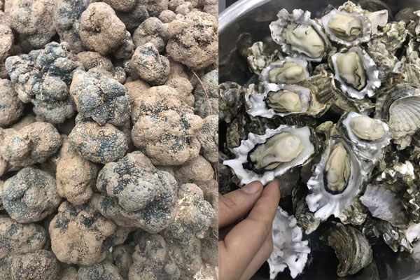 新鮮松露可以做牡蠣煎嗎，具有哪些功效作用