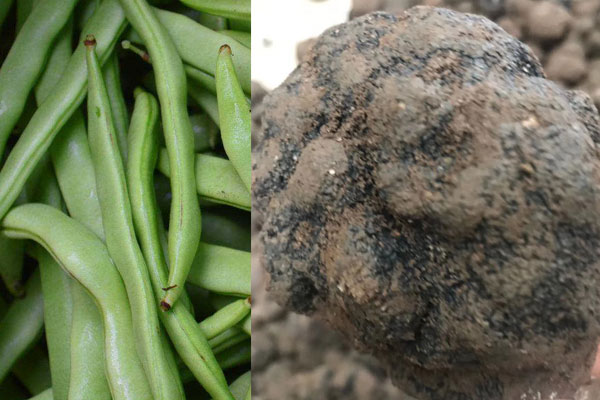松露可以和四季豆同吃嗎，具有哪些食用禁忌