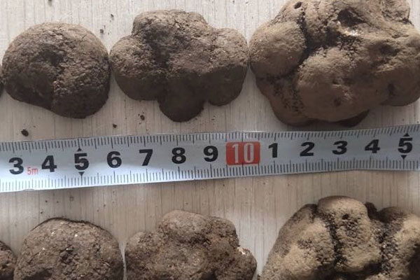 黑松露的禁忌 黑松露的禁忌