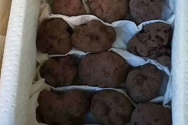 食用黑松露的注意事項