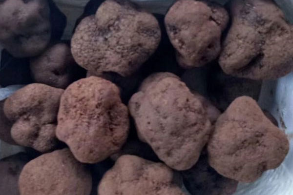 帶有泥土的松露怎么保存才好 帶有泥土的松露怎么保存才好