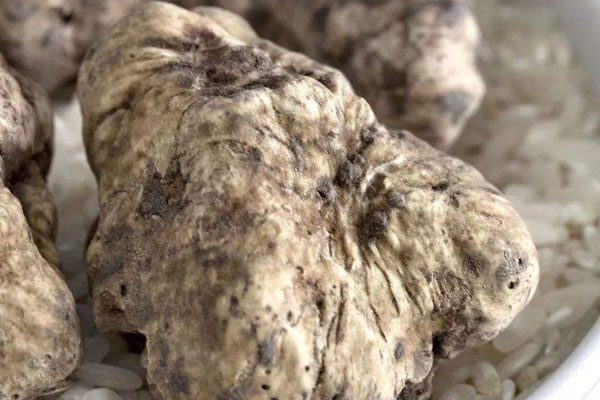 世界上最貴的松露多少錢，云南貢山出產(chǎn)的松露好嗎