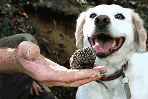 什么狗時候做松露犬
