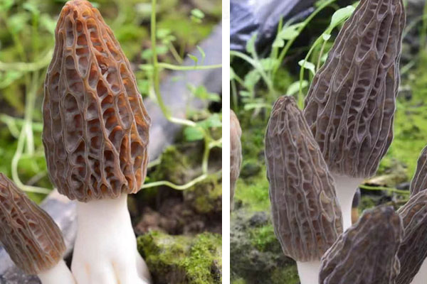 干羊肚菌要煮多久才可以吃，羊肚菌吃起來(lái)什么口感