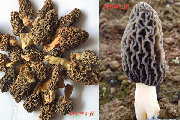 怎么辨別羊肚菌是野生的還是種植的
