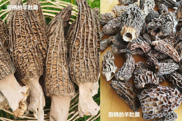 網(wǎng)上買的羊肚菌可靠嗎，羊肚菌剪柄的好還是帶柄的好