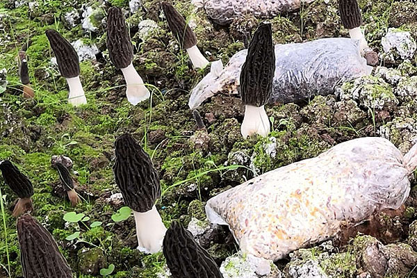 羊肚菌生長在什么環(huán)境