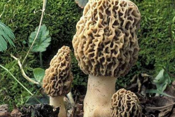 潰瘍性結(jié)腸炎可以吃羊肚菌嗎，羊肚菌能預(yù)防齲齒嗎