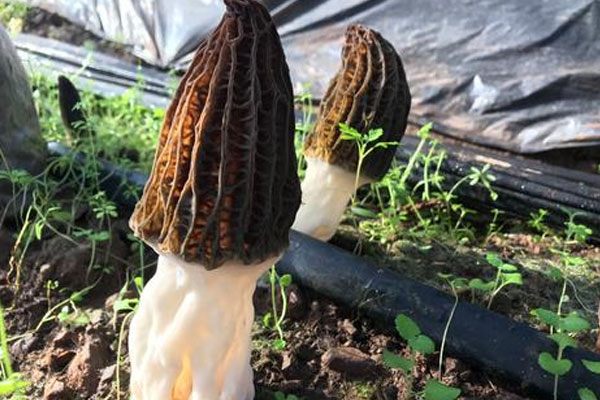 野生羊肚菌生長(zhǎng)在什么地方，羊肚菌煲什么健脾胃