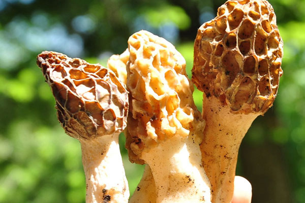 羊肚菌的腳柄有營養(yǎng)嗎，新鮮羊肚菌怎么保存幾個月
