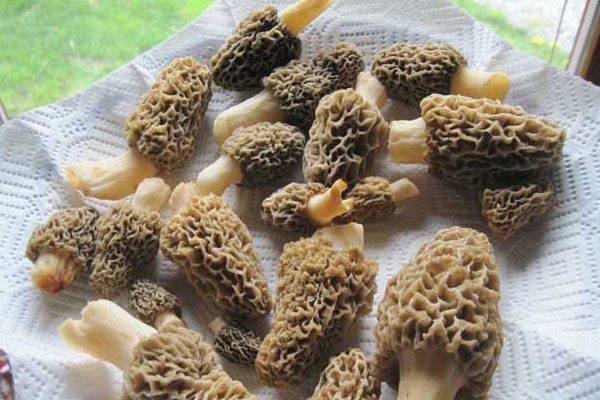新鮮羊肚菌保存幾個(gè)月的方法