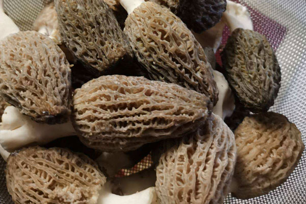種植羊肚菌一畝地大約掙多少錢(qián)