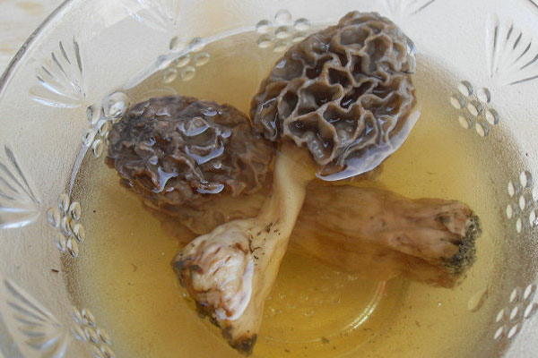老年健忘可以吃羊肚菌嗎，孕婦可以吃羊肚菌嗎