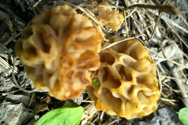 圓頂?shù)难蚨蔷缓脝幔蚨蔷膫€(gè)地方可以吃