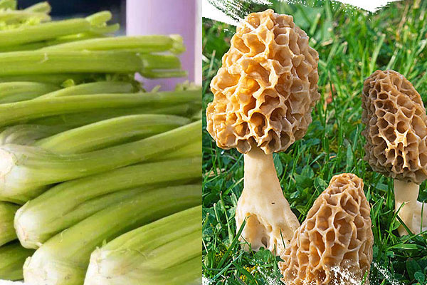 羊肚菌炒芹菜怎么做好吃，有哪些食用禁忌