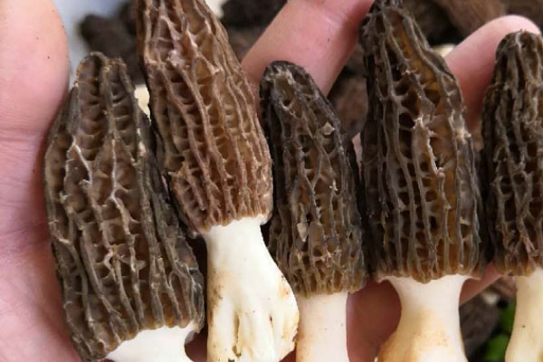 化療的人能吃羊肚菌嗎，羊肚菌泡水喝有沒有壞處