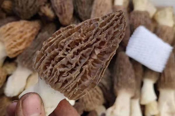 乳腺癌能吃羊肚菌嗎，什么樣的人不能吃羊肚菌