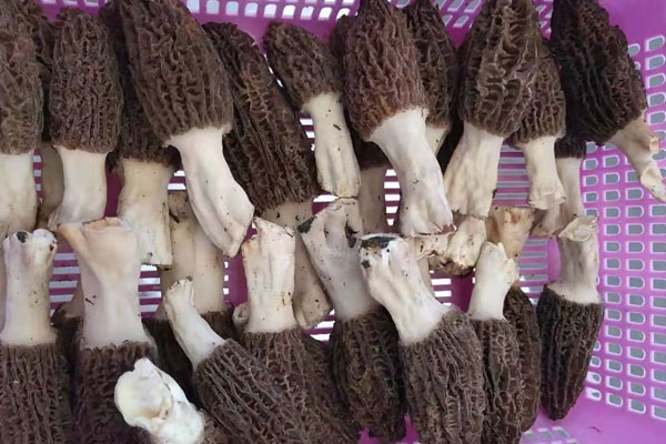 乳腺囊腫可以吃羊肚菌嗎，怎么吃羊肚菌最好