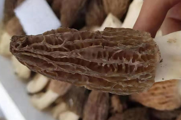 甲狀腺炎可以吃羊肚菌嗎，羊肚菌一般幾月份種植
