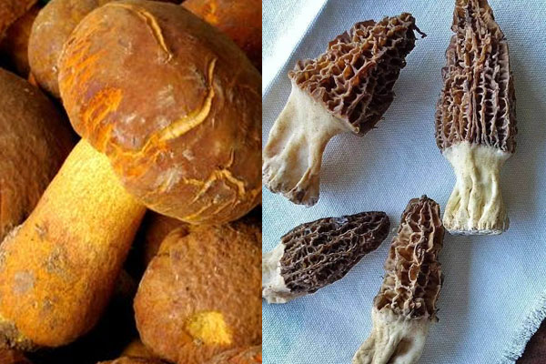 牛肚菌和羊肚菌有哪些區(qū)別
