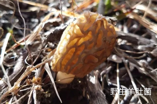 羊肚菌有野生的嗎，羊肚菌野生和養(yǎng)殖的區(qū)別