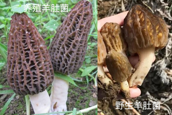 羊肚菌野生和養(yǎng)殖有哪些區(qū)別