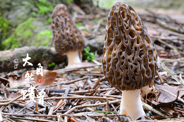 野生羊肚菌如何分辨