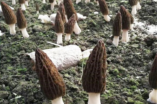 羊肚菌冬天耐寒多少度，羊肚菌菌絲可奈幾度低溫