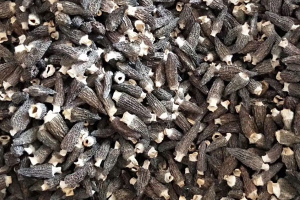 羊肚菌雞粥的做法竅門 羊肚菌雞粥的做法竅門